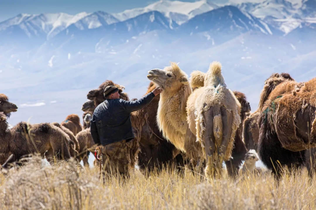 西域之嘉骆驼奶 | 荣登央视播出,相信品牌的力量!